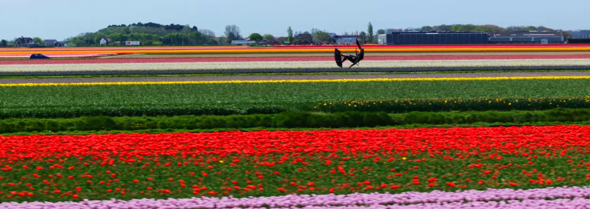 Stif rides on an irrigation canal through tulip fields.