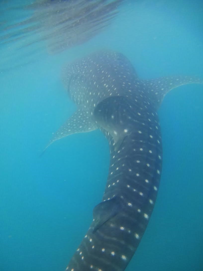 Swimming with the whale sharks - woah!